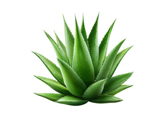 Fototapeta premium Lush green aloe vera plant isolated on black background, Isolated On Transparent Background