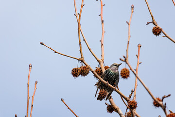 Starling sitting on a branch of a tree.