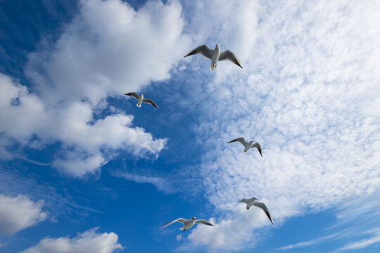 seagulls flying in the blue sky and white clouds background - Powered by Adobe