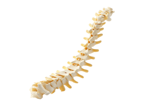 Human thoracic spine anatomy model isolated black background, Isolated On Transparent Background