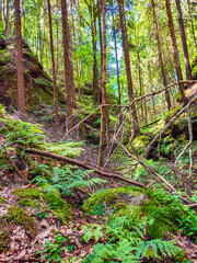 Ancient canyon Griesgrund near Bastei and rocks covered with fern and moss and a hiking trail in the national park Saxon Switzerland, Saxony, Germany