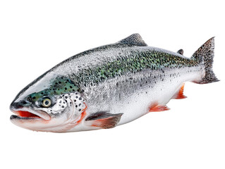 Naklejka premium Fresh Wild Salmon, Whole Fish Isolated on White, Healthy Eating