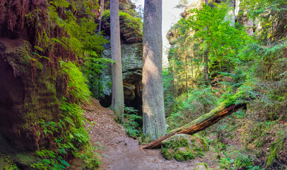 Ancient canyon Griesgrund near Bastei and rocks covered with fern and moss and a hiking trail in the national park Saxon Switzerland, Saxony, Germany