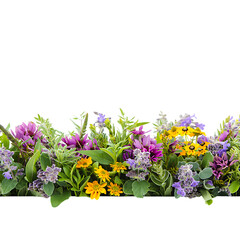 Vibrant Summer Wildflower Border A Colorful Floral Arrangement