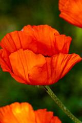 red poppy flower