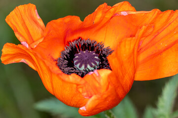 red poppy flower