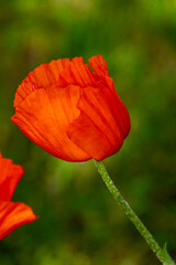 red poppy flower