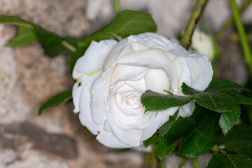 white rose flower