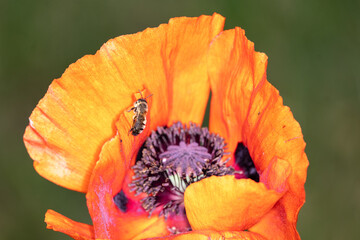 red poppy flower