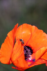 red poppy flower