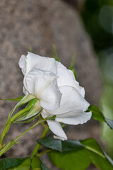 white rose in the garden