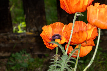 red poppy flower