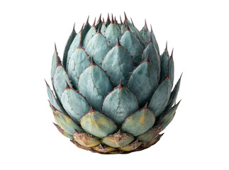 Agave parryi succulent plant isolated on black background, Isolated On Transparent Background
