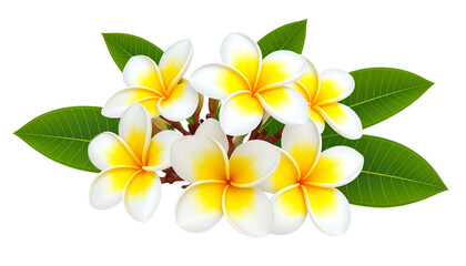 Fototapeta premium frangipani, Plumeria flowers with leaves, isolated on transparent background