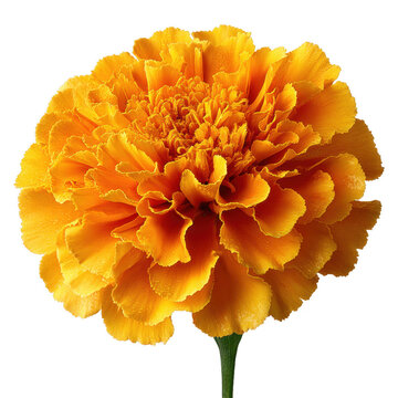 Orange Marigold Bloom: Vibrant Flower Isolated on White Background