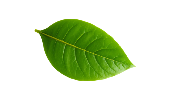 High-Resolution Close-Up of a Vibrant Green Leaf on Pure White Background