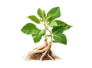 Young datura plant with visible roots and lush green leaves, Isolated On Transparent Background
