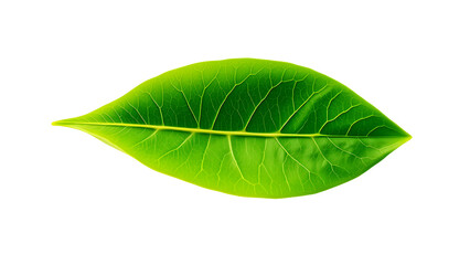 Obraz premium High-Resolution Close-Up of a Vibrant Green Leaf on Pure White Background