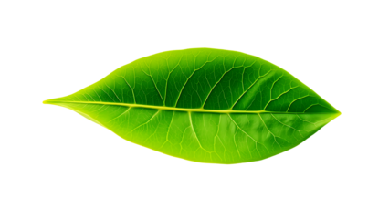 High-Resolution Close-Up of a Vibrant Green Leaf on Pure White Background