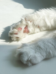 Close-up of a fluffy white cat’s paws with soft pink pads resting on a sunlit surface. Bright natural light highlights the fur texture and serene, relaxed moment.