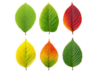 Obraz premium Six vibrant autumn leaves isolated on black background, Isolated On Transparent Background