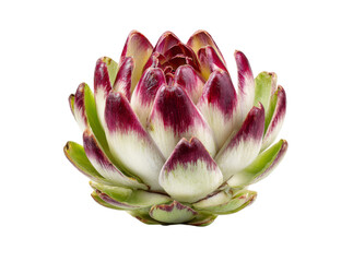 Fototapeta premium Single artichoke flower isolated on black background, Isolated On Transparent Background