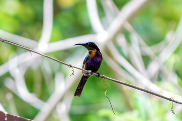 A copper-throated sunbird perches on a branch.