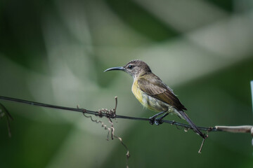 A male sunbird perches on a branch.