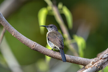 A male sunbird perches on a branch.