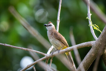 Yellow-vented Bulbul perches on a branch.