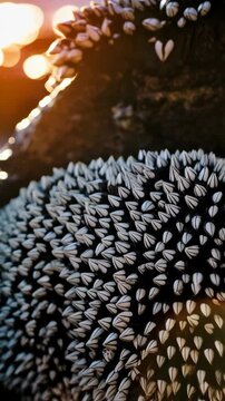 Close up of goose barnacles attached to rock, illuminated by warm light with ocean water and sunset bokeh in the background creates unique wildlife scene.