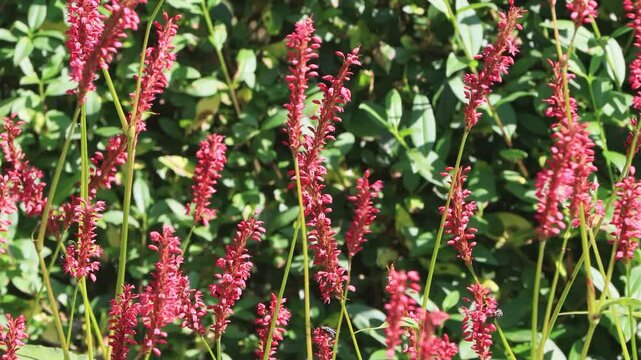 Persicaria flower moving in the wind
