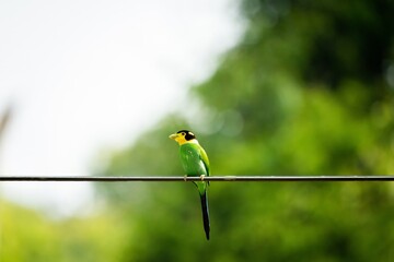 Long-tailed Broadbill in the nature