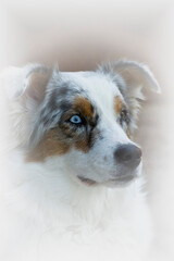 Porträt eines Australian Shepherd