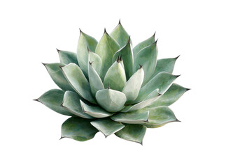 Fototapeta premium Agave succulent plant botanical illustration desert flora, Isolated On Transparent Background