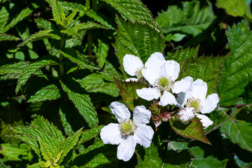 wild blackberry flowers on plant