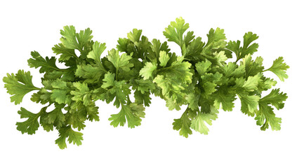 Obraz premium Fresh cilantro leaves arranged in a horizontal bunch