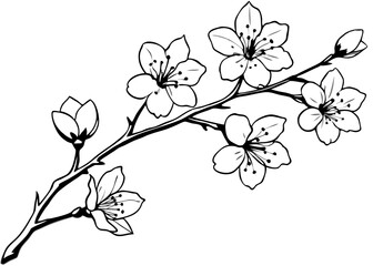 Fototapeta premium Cherry blossom branch with pink Sakura. Cherry blossom tree branch black and white line art vector illustration