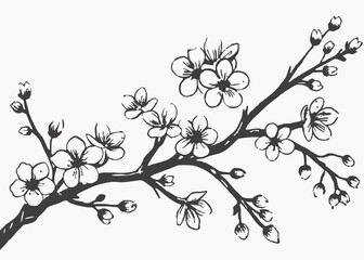 Hand drawn highly detailed realistic cherry blossom branch. Black and white sketch of sakura flowers vector cartoon illustration