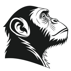 Majestic chimpanzee head profile in black and white conveys strength and animal nature
