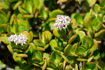 Succulent plant (Crassula) with delicate flowers grows close-up