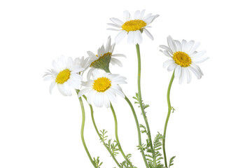 Many beautiful chamomile flowers isolated on white