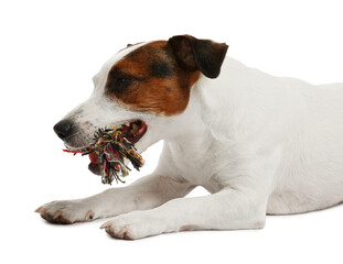 Cute dog playing with owner and toy on white background, closeup. Lovely pet