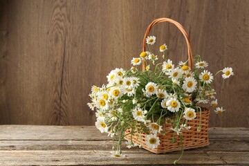 Beautiful chamomile flowers in wicker basket on wooden table, space for text