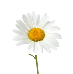 Fototapeta premium One beautiful chamomile flower isolated on white