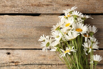 Fototapeta premium Many beautiful chamomile flowers on wooden table, flat lay. Space for text