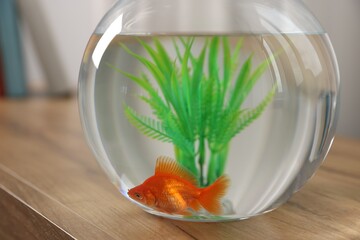 Beautiful goldfish in round aquarium on wooden table indoors, closeup