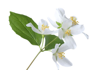 Branch with beautiful jasmine flowers isolated on white