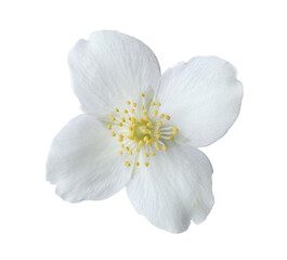 One beautiful jasmine bud isolated on white