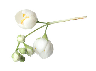 Branch with beautiful jasmine flowers isolated on white